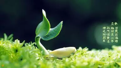 立春節(jié)氣一到，就是孟春開(kāi)始了，所以年年有春天